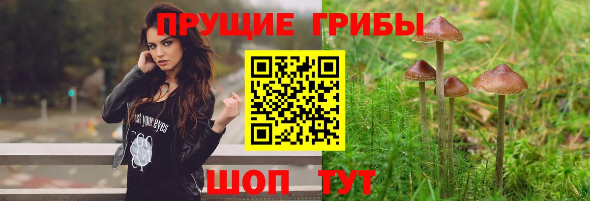 Дзержинский  Псилоцибиновые грибы мицелий  Вход с VPN 